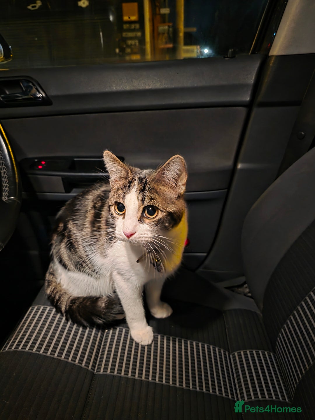 Domestic Shorthair cats for sale: 6 month Old Calico Shorthair looking for a home - Advert 1