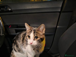 Domestic Shorthair cats 6 month Old Calico Shorthair looking for a home - Advert 4
