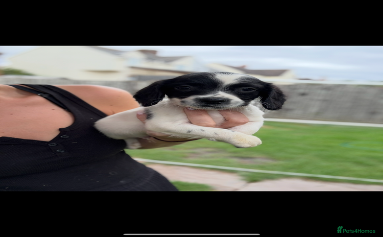 English Springer Spaniel dogs - Advert 2