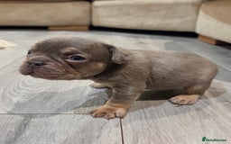 French Bulldog dogs for sale: Isabella & lilac & tan chunky frenchies - Advert 9