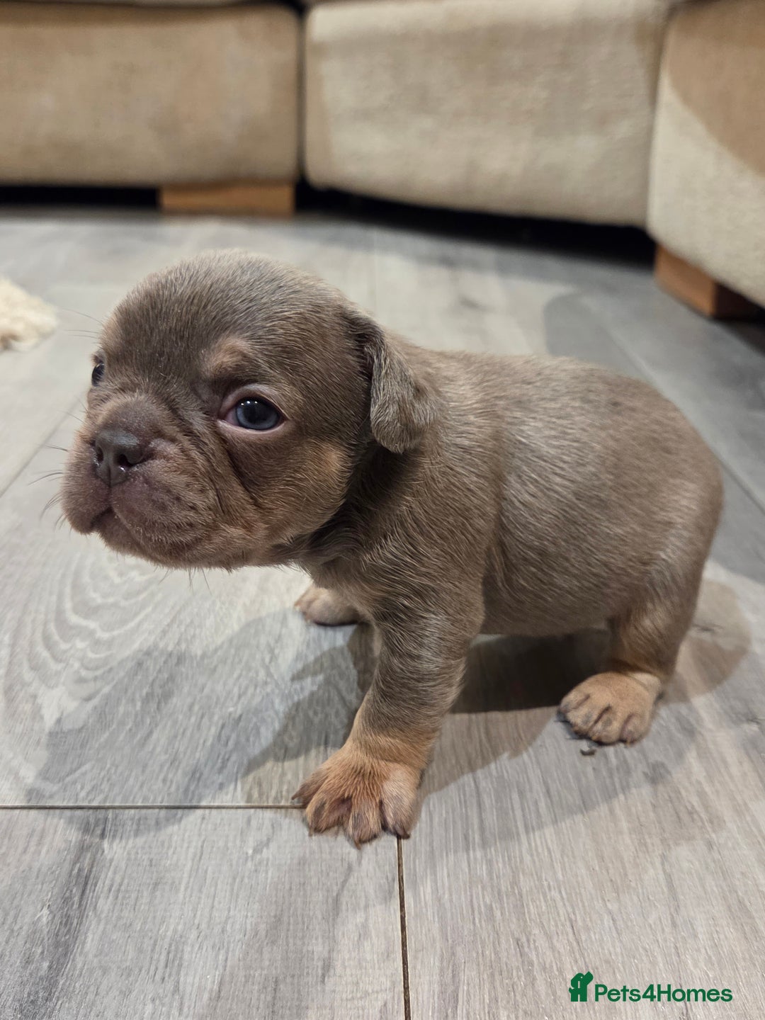 French Bulldog dogs for sale: Isabella & lilac & tan chunky frenchies - Advert 9