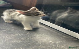 Domestic Shorthair cats for sale: 4 beautiful mixed kittens - Image 16
