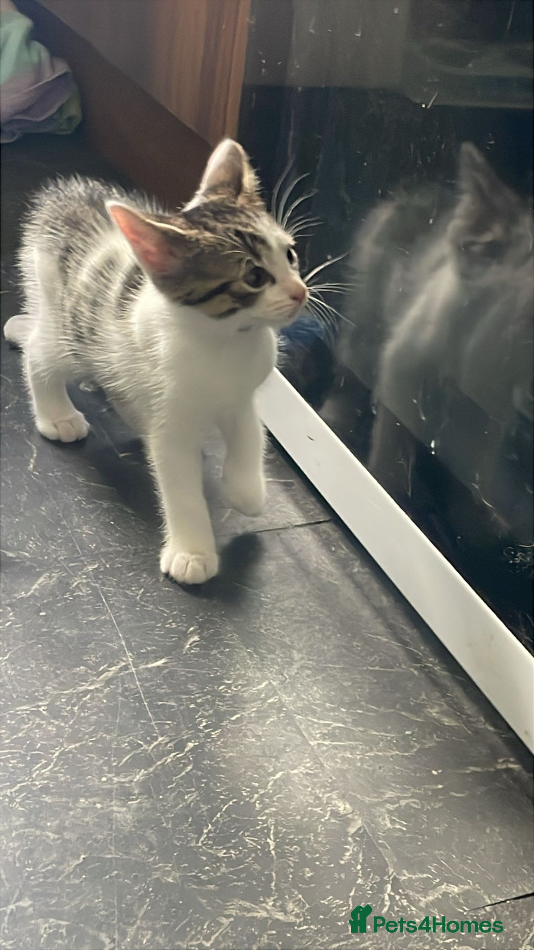 Domestic Shorthair cats for sale: 4 beautiful mixed kittens - Image 16