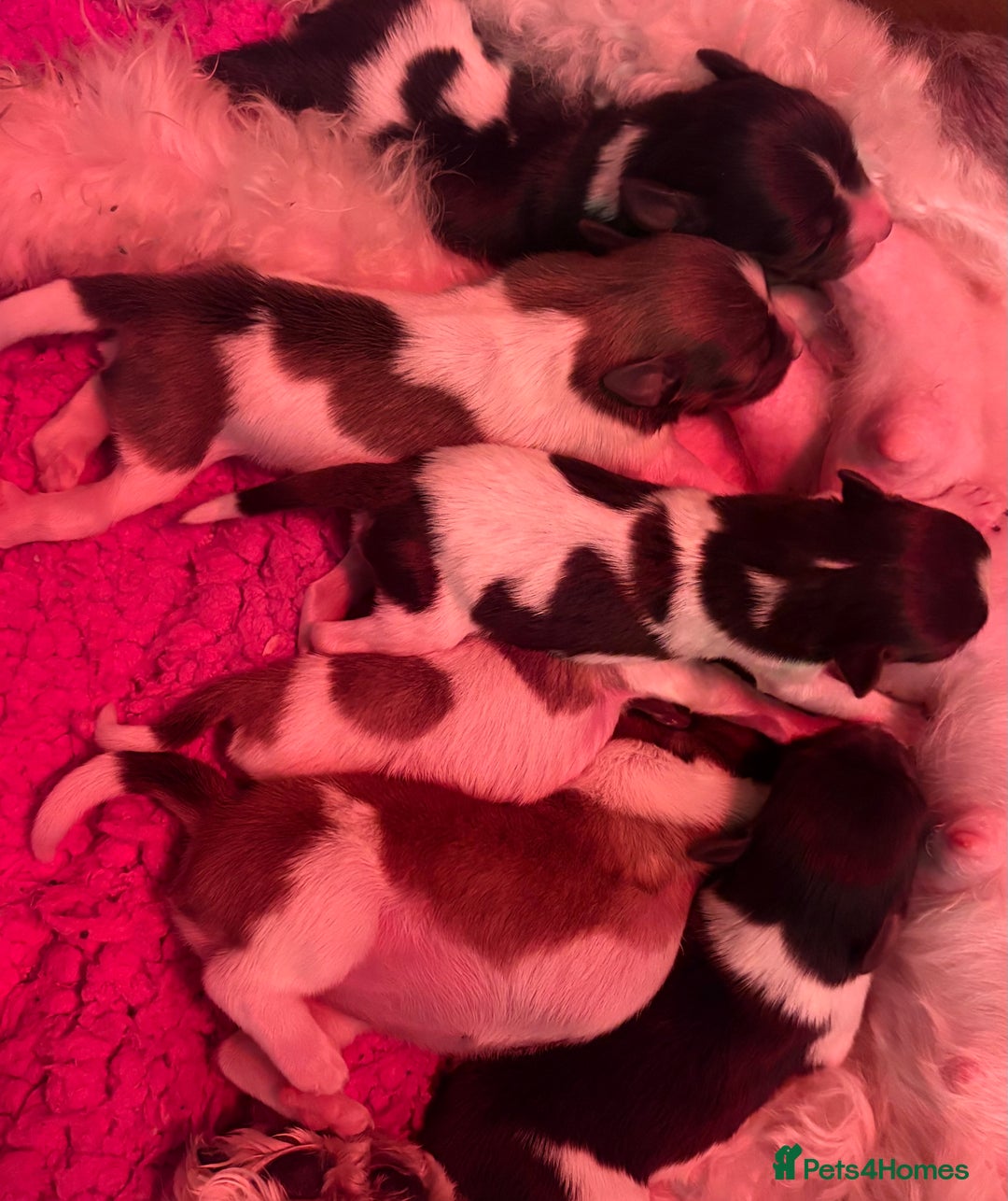 Miniature Schnauzer dogs for sale: miniature schnauzers (American lines) - Advert 2
