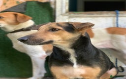 Mixed Breed dogs for sale: Very Special Mixed German Shepherd Girl (aged 3) - Image 4