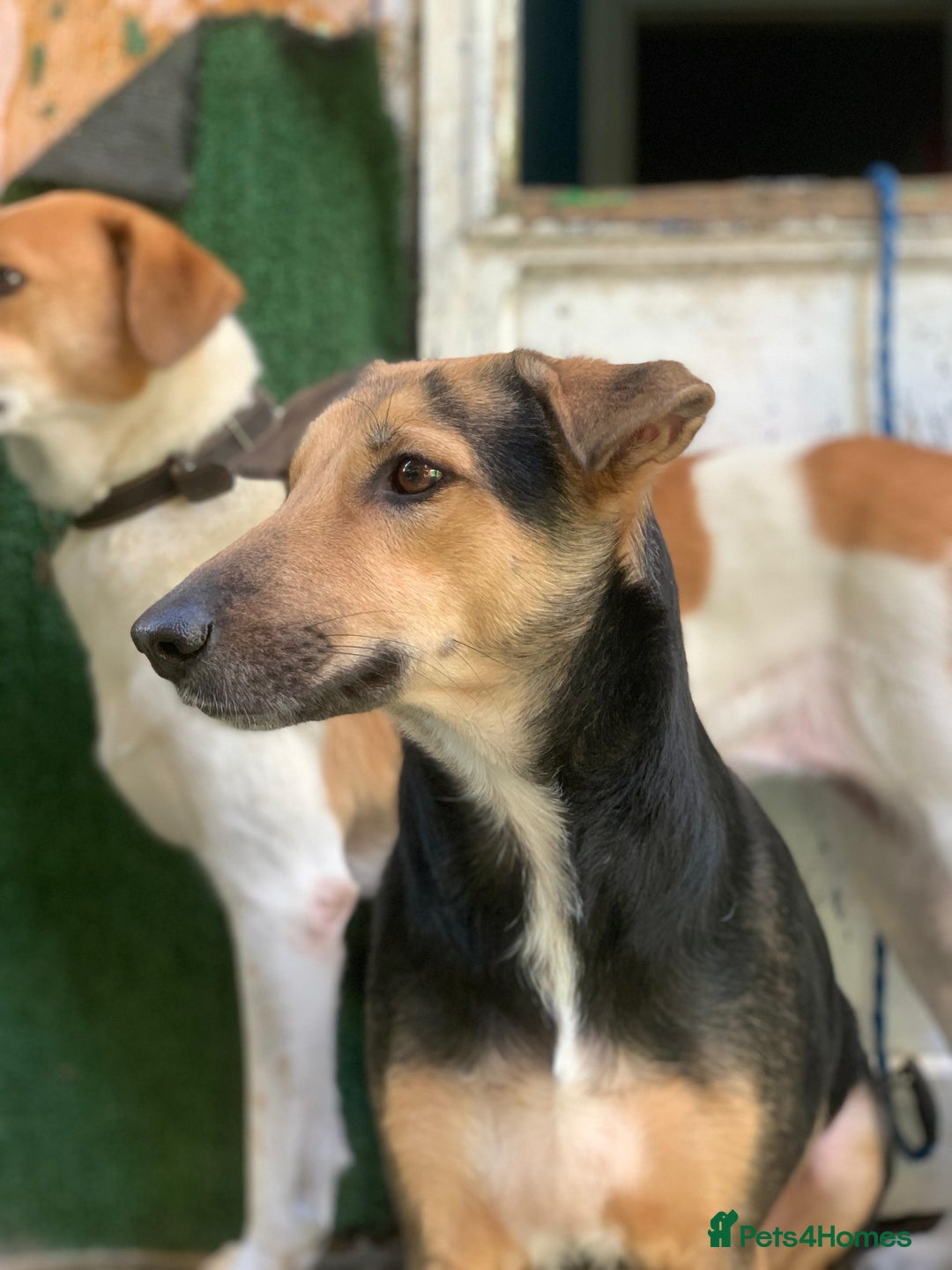 Mixed Breed dogs for sale: Very Special Mixed German Shepherd Girl (aged 3) - Image 4