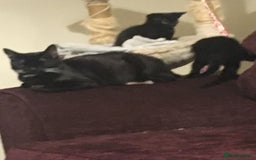 Domestic Shorthair cats for sale: 2 beautiful black kittens  - Image 3