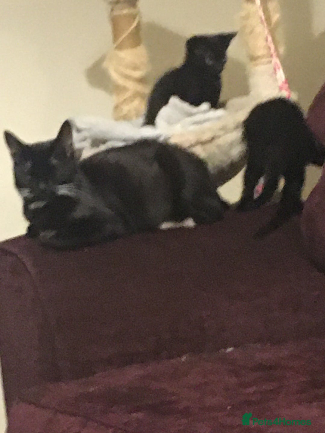 Domestic Shorthair cats for sale: 2 beautiful black kittens  - Image 3