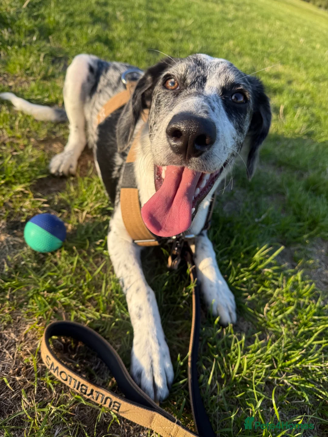 Sprollie dogs for sale: 6 month old sprollie  in Oxford - Advert 2