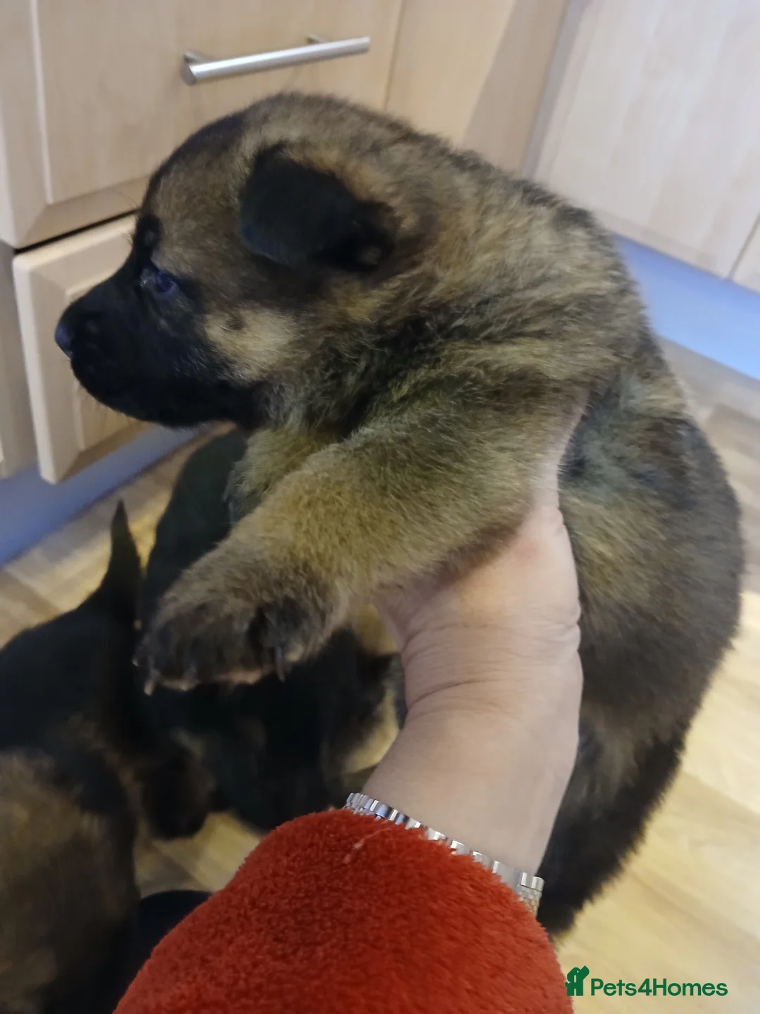 German Shepherd dogs for sale: Czech shepherd  - Advert 24