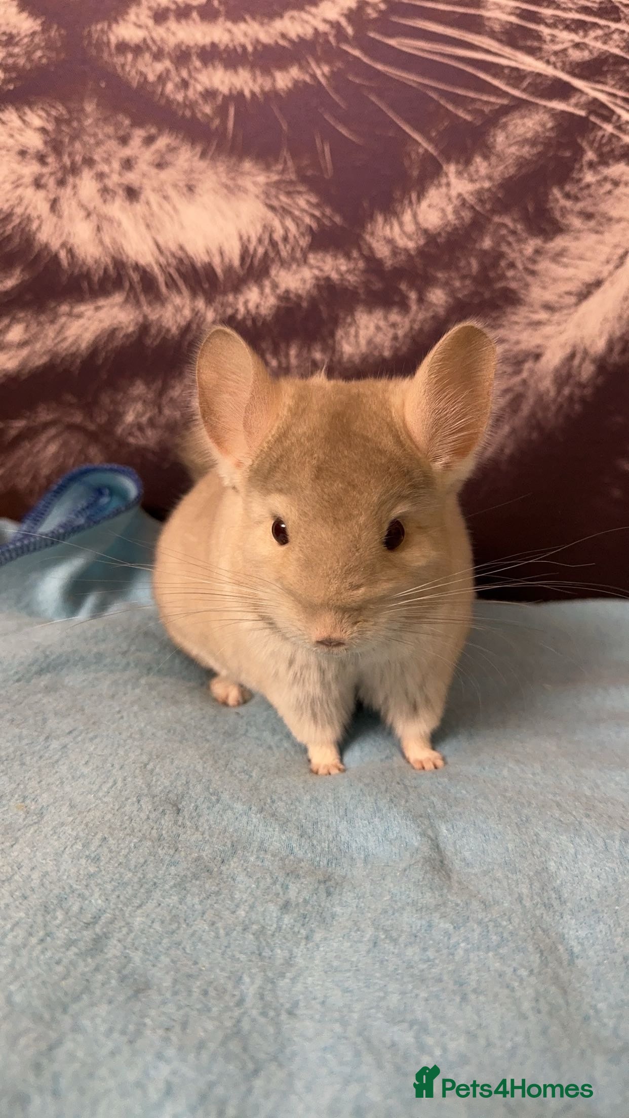 Chinchilla rodents White male chinchilla  - Advert 5