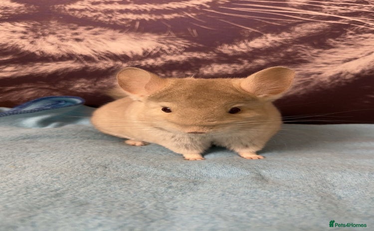 Chinchilla rodents White male chinchilla  - Advert 1