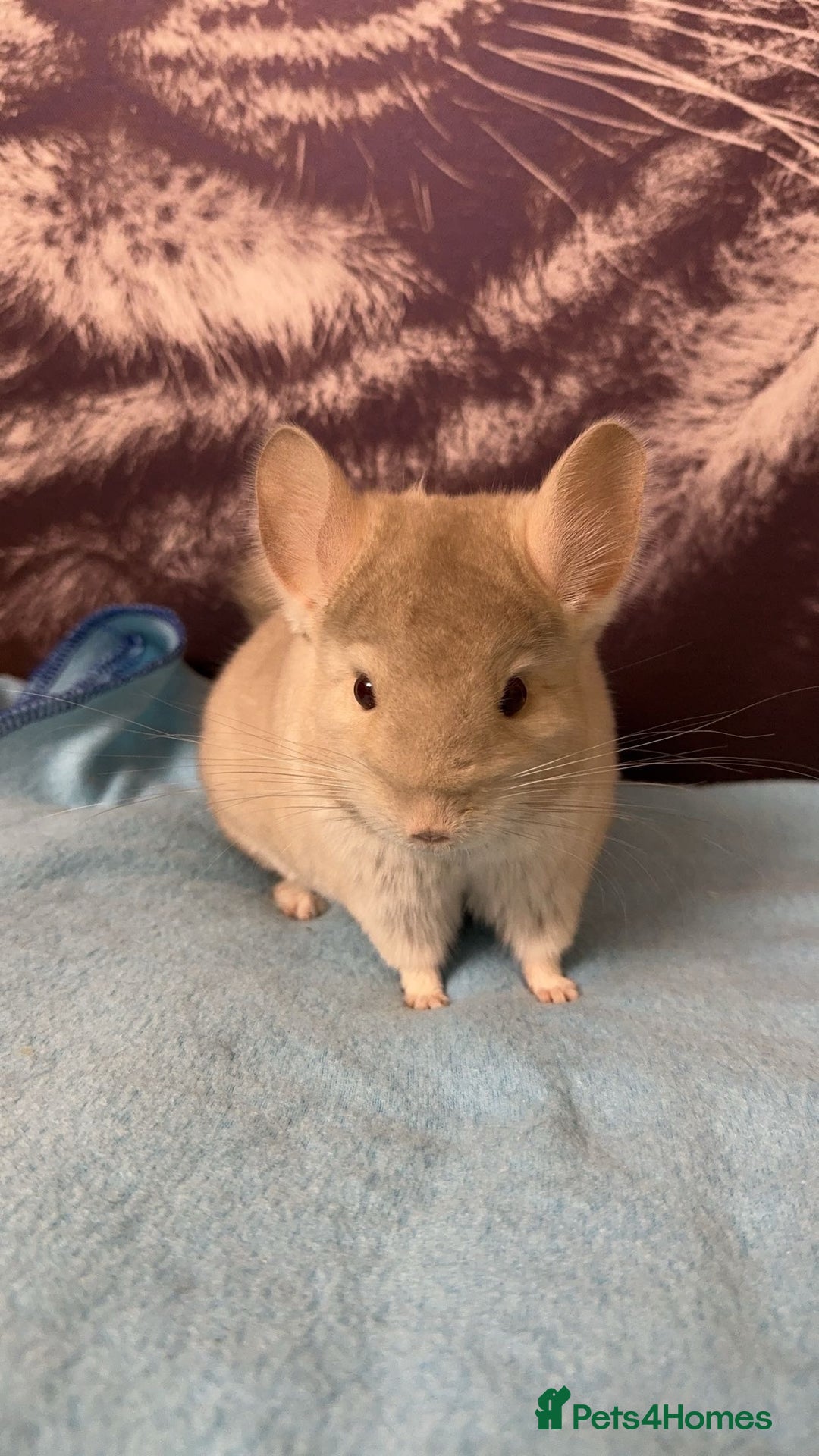 Chinchilla rodents for sale: White male chinchilla  - Advert 1