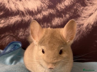 Chinchilla rodents White male chinchilla - Advert 1