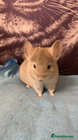 Chinchilla rodents White male chinchilla - Advert 1