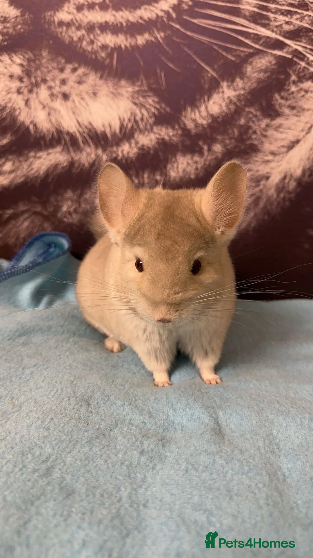 Chinchilla rodents for sale: White male chinchilla  - Advert 1