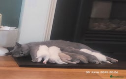 British Shorthair cats for sale: Adorable GCCF Kittens Available - Image 7