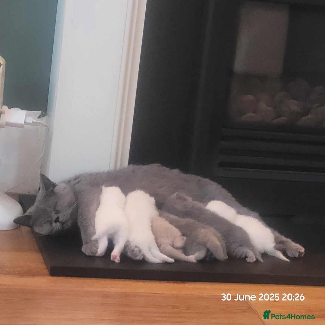British Shorthair cats for sale: Adorable GCCF Kittens Available - Image 7