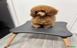 Miniature Poodle dogs for sale: KC Red miniature Poodle with excellent pedigree  - Image 10