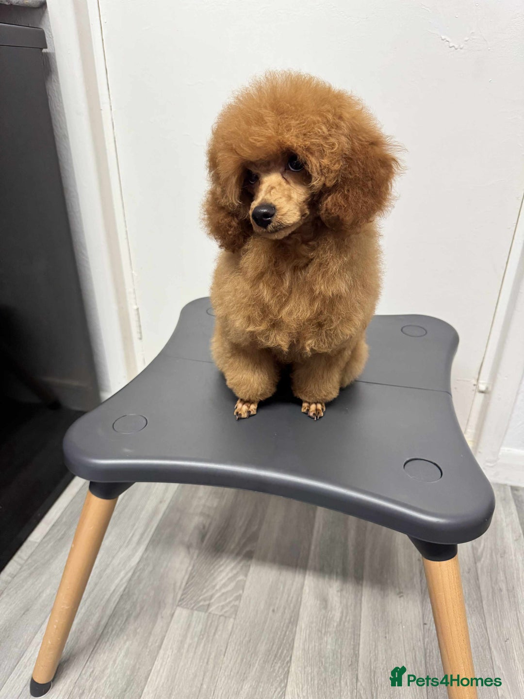 Miniature Poodle dogs for sale: KC Red miniature Poodle with excellent pedigree  - Image 10