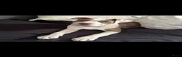 Olde English Bulldogge dogs for sale: Nova  - Advert 7
