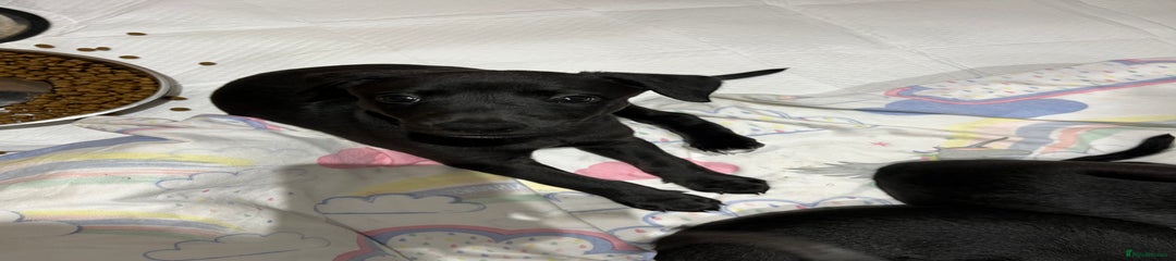 Black - Dog 