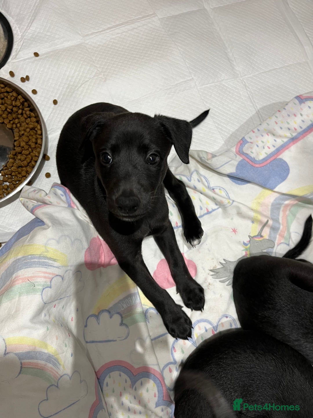 Whippet dogs for sale: 🐾 KC Registered Black Whippet Puppies 🐾 - Image 25