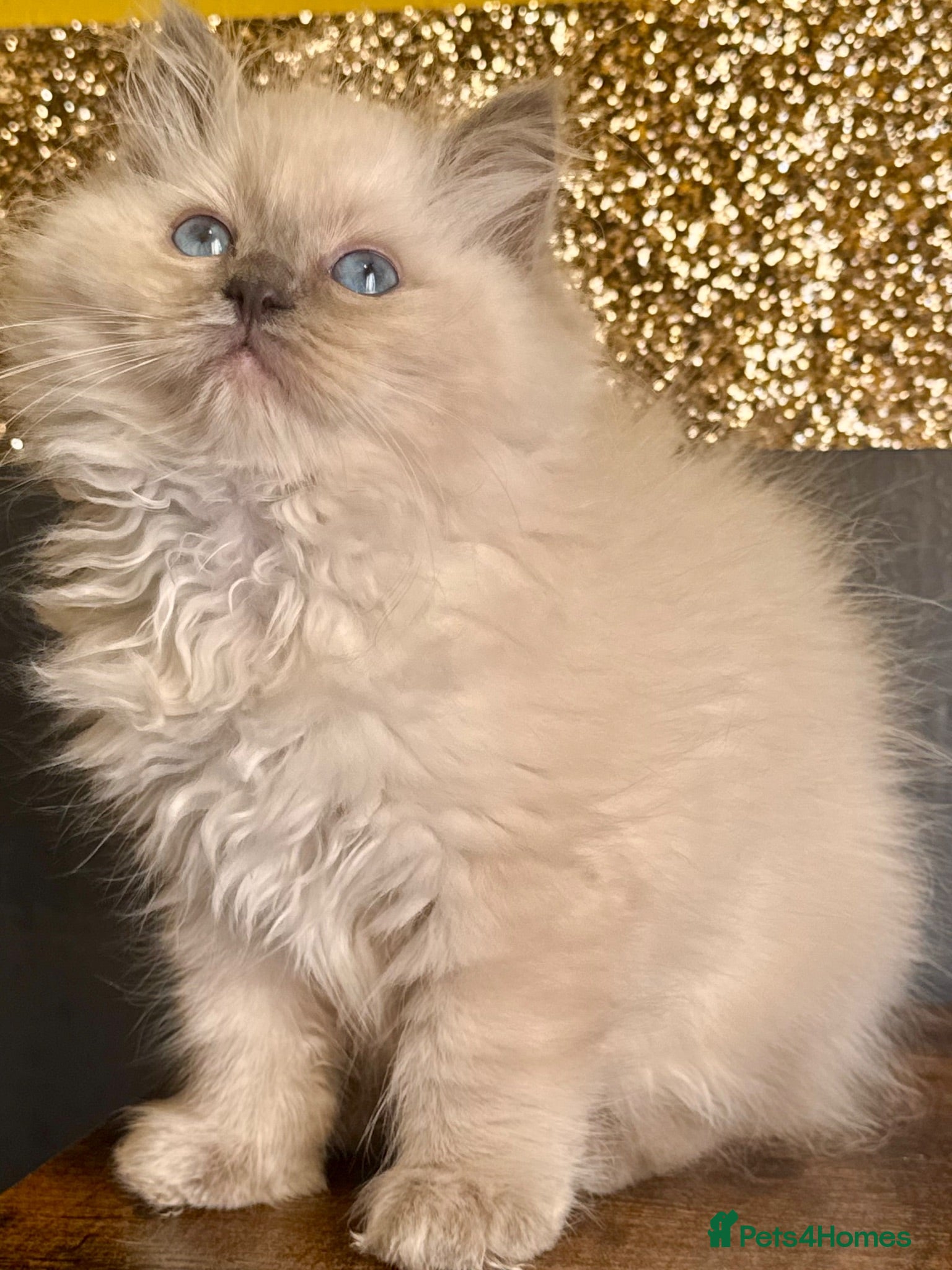 Ragdoll cats Tica outstanding blue point girl active available  - Advert 3