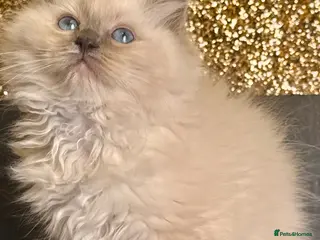 Ragdoll cats Tica outstanding blue point girl active available - Advert 3
