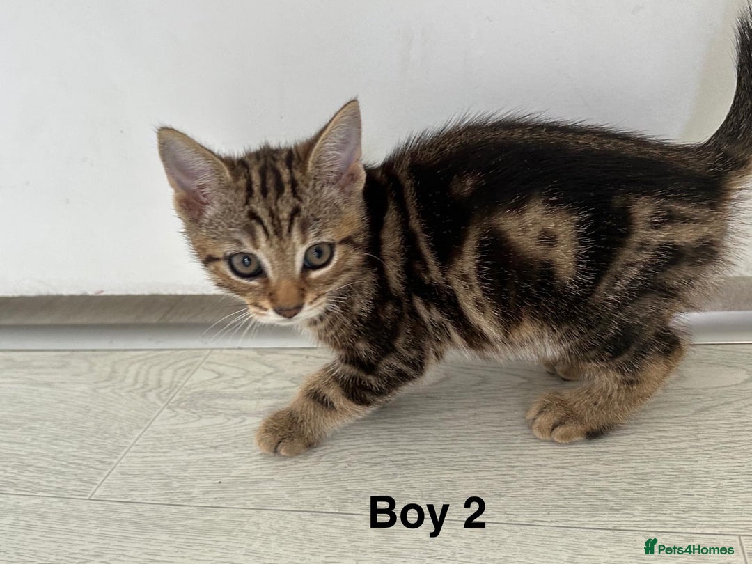 Bengal cats for sale: Gorgeous bengal kittens. READY NOW!!!! - Image 8