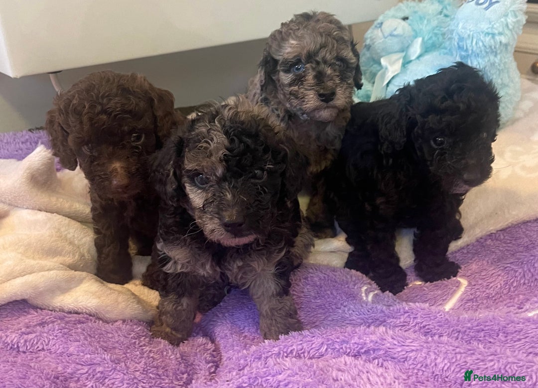 Miniature Poodle dogs for sale: POODLE 🐩 QUALITY MINIATURE PUPPIES 🐶  - Image 6