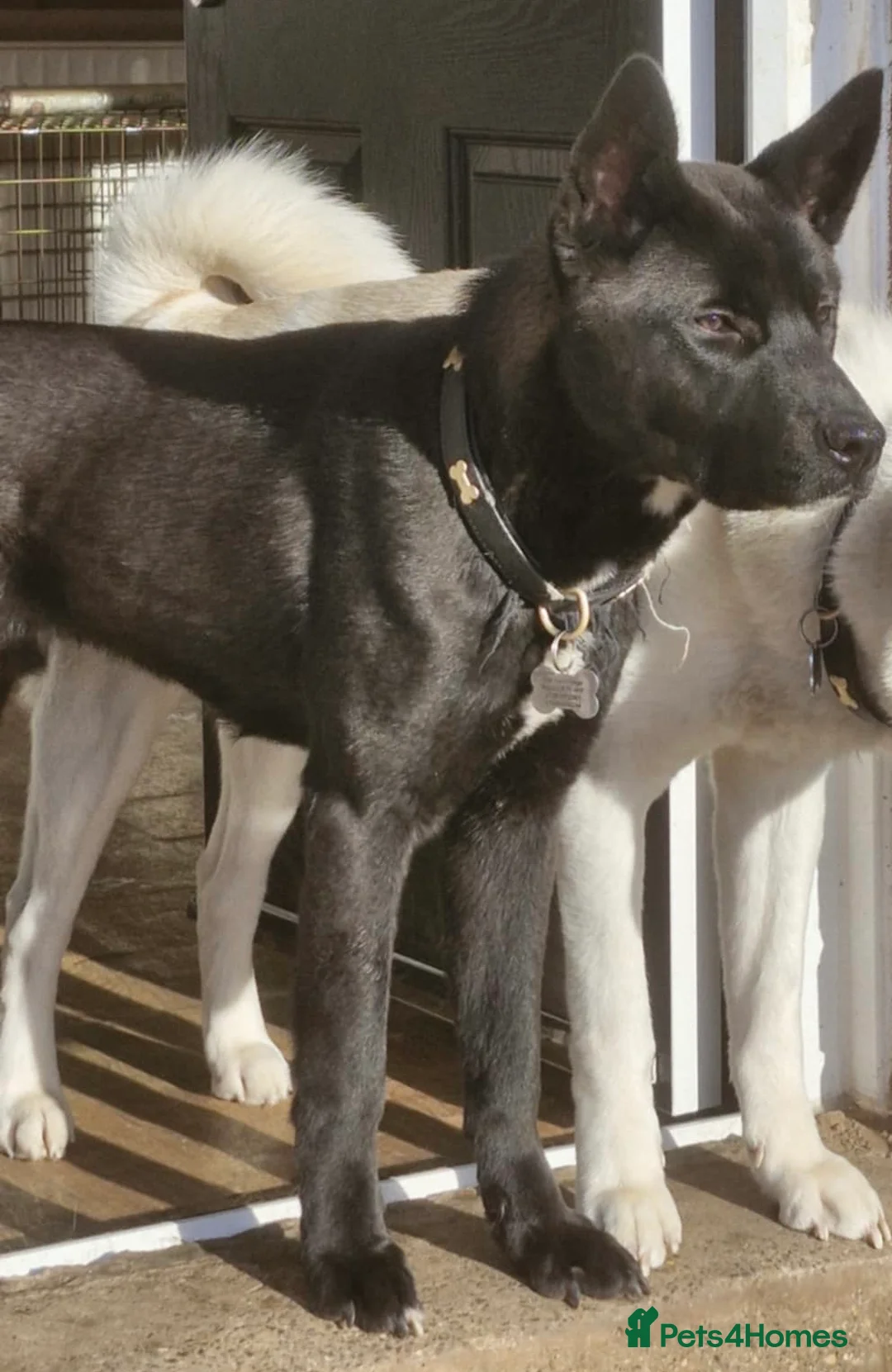 Mixed Breed dogs for sale: 2 year old male  in Loughborough - Advert 4