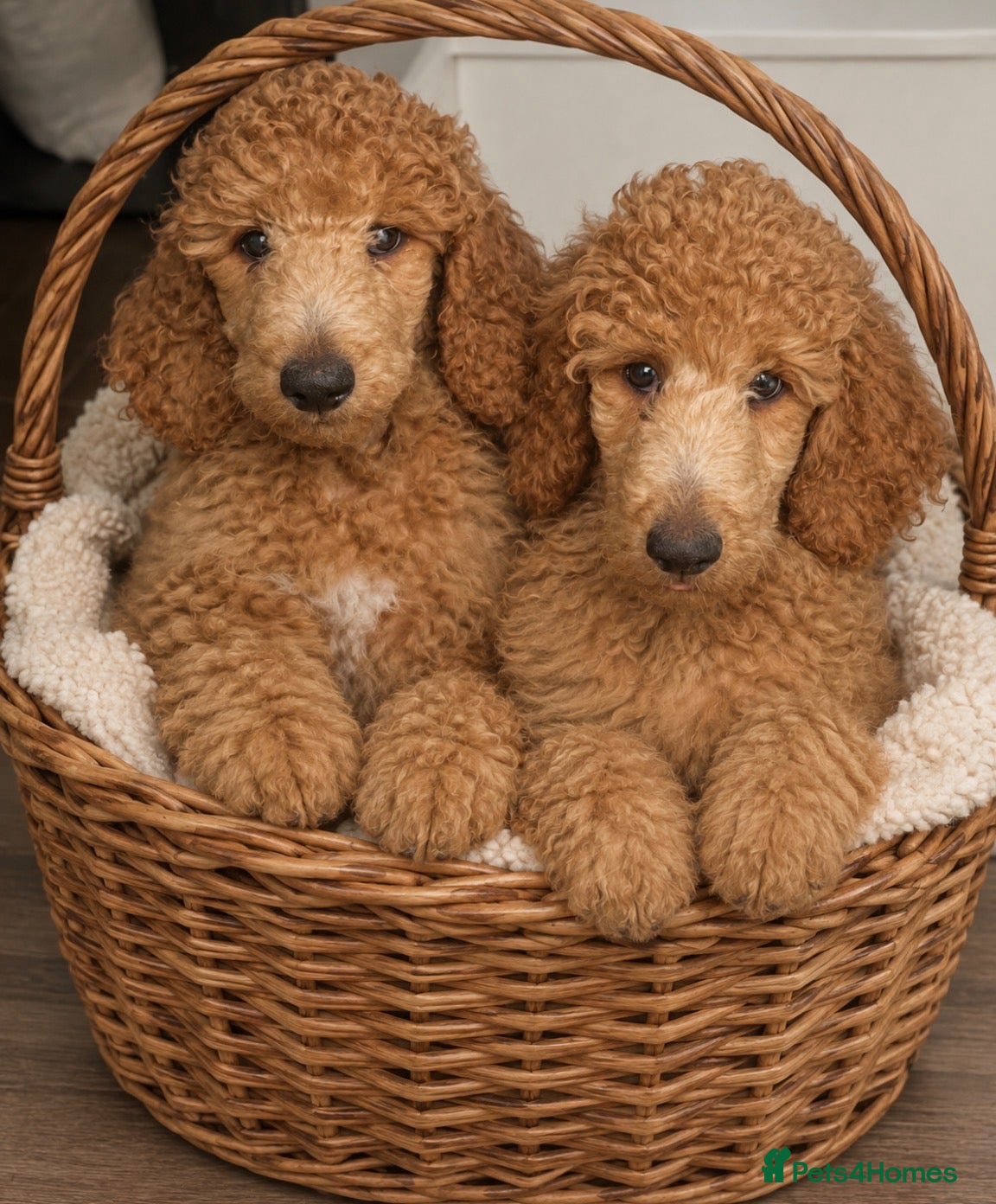Standard Poodle dogs 2  female apricot standard poodles  - Advert 13