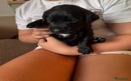 Springador dogs for sale: Springador puppies - Image 3
