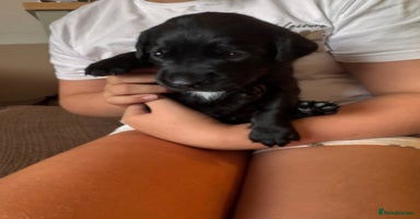 Springador dogs - Advert 3