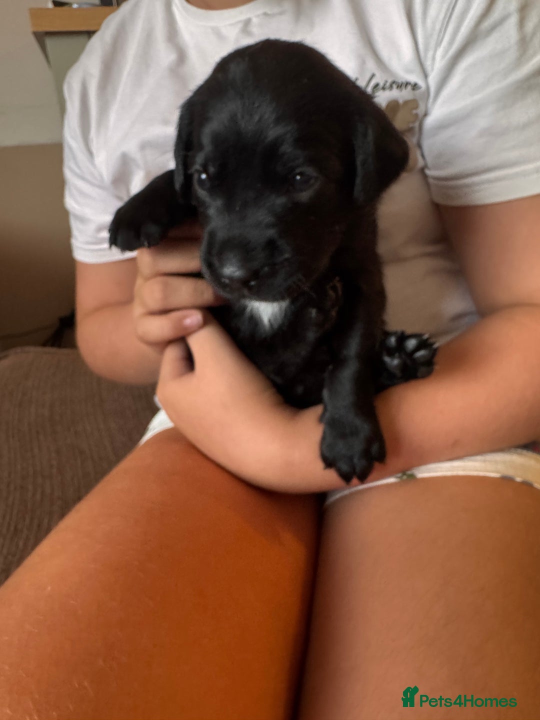 Springador dogs for sale: Springador puppies - Image 3