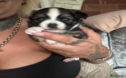 Chihuahua dogs for sale:  ❤️ K.C Registered Fluffy chocolate baby’s 🥰 - Image 18