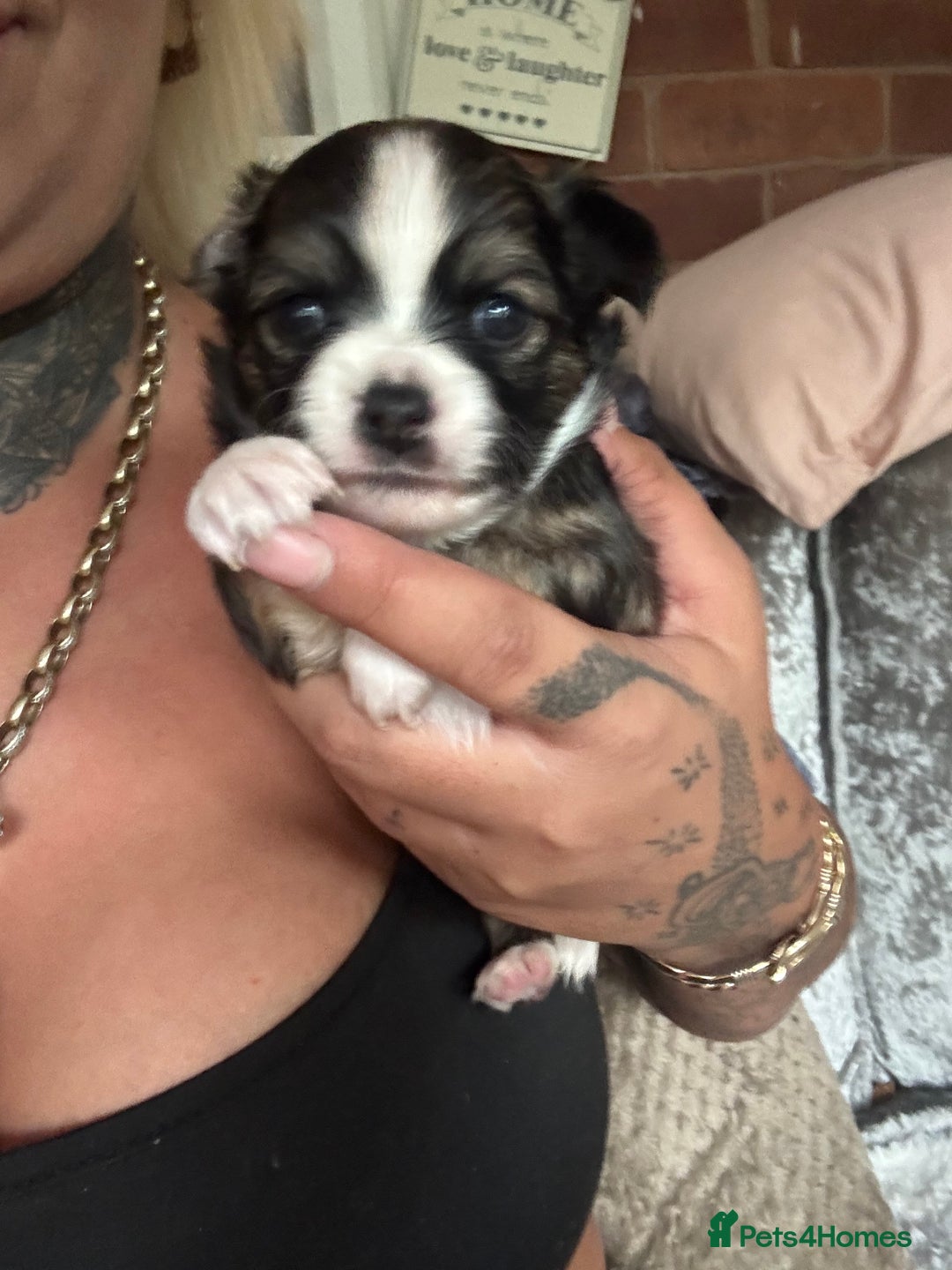 Chihuahua dogs for sale:  ❤️ K.C Registered Fluffy chocolate baby’s 🥰 - Image 18
