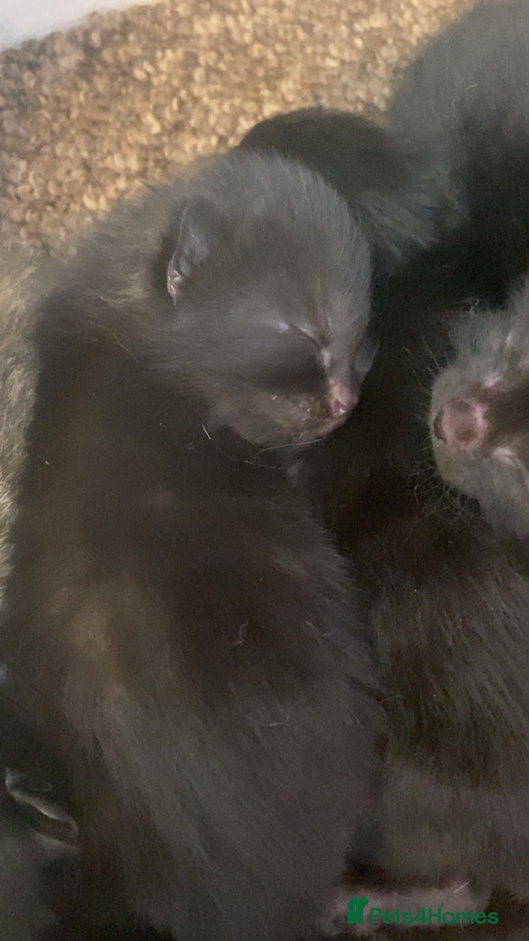 Mixed Breed cats for sale: Kittens for sale - Image 11