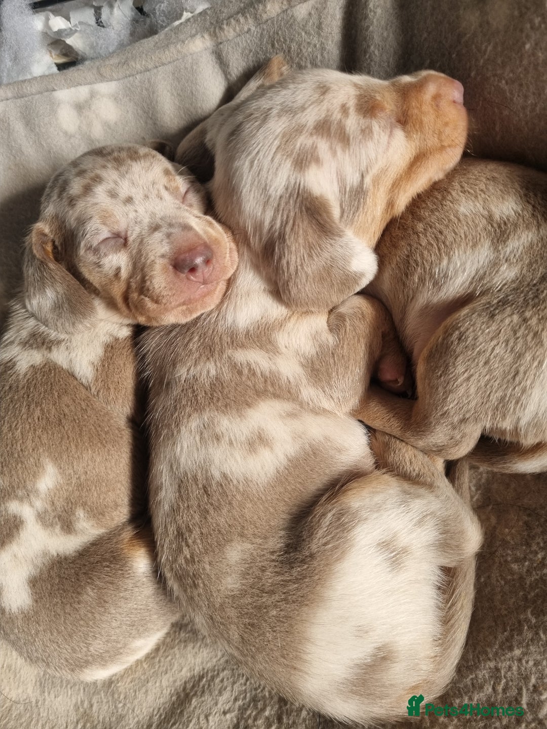 Dachshund dogs for stud: Isabella & tan dapple miniature dachshund  in Wolverhampton - Advert 5