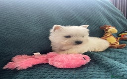 West Highland Terrier dogs for sale: KC registered west highland white puppues - Image 8