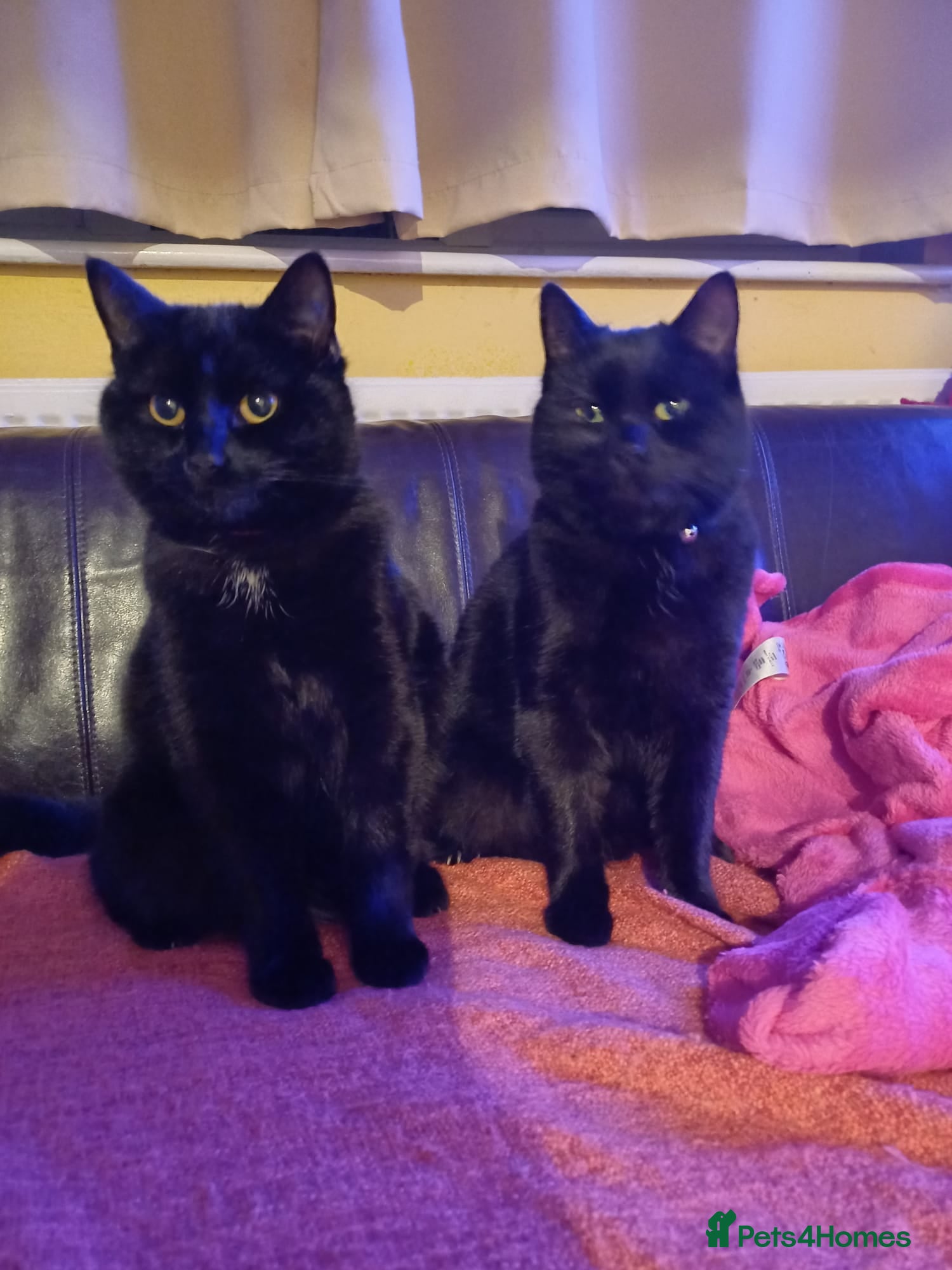 Mixed Breed cats 10 Month Old Twin Sisters - Advert 2