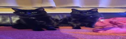 Mixed Breed cats for sale: 10 Month Old Twin Sisters - Advert 1