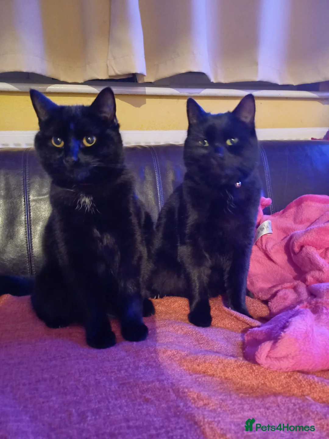 Mixed Breed cats for sale: 10 Month Old Twin Sisters - Advert 1