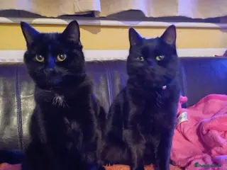 Mixed Breed cats 10 Month Old Twin Sisters - Advert 2