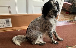 English Setter dogs for sale: 2yr. Pedigree working English setter sale/share - Image 8
