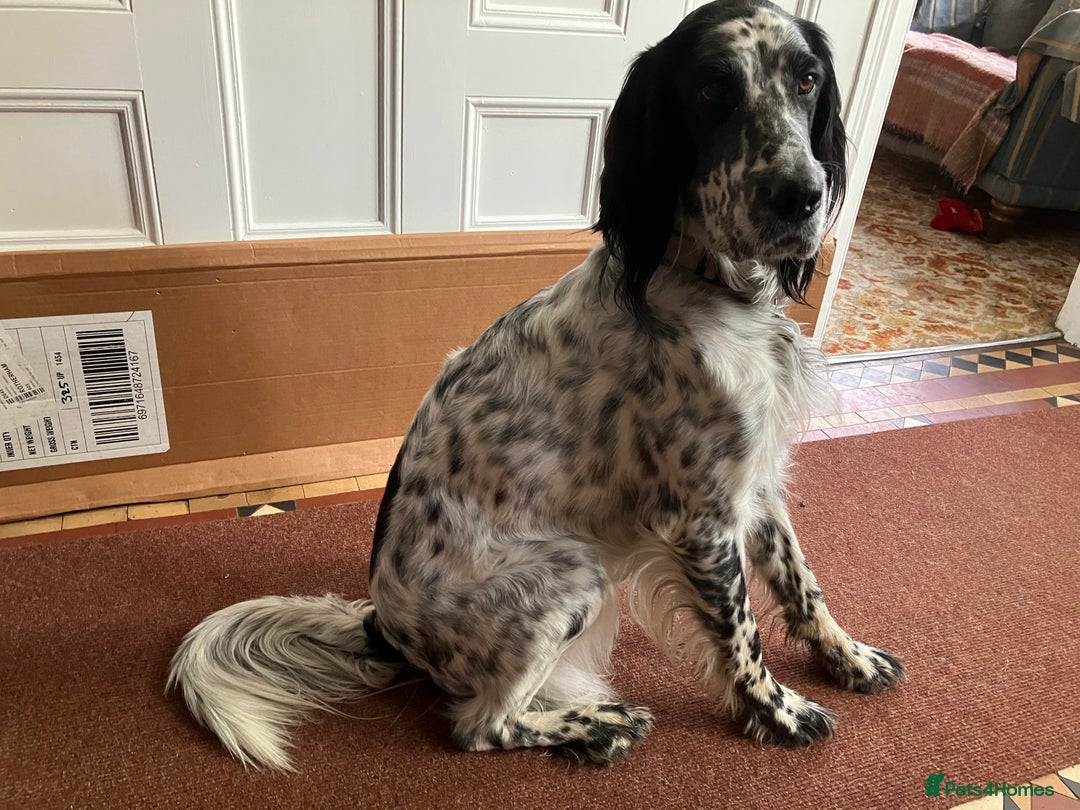 English Setter dogs for sale: 2yr. Pedigree working English setter sale/share - Image 8