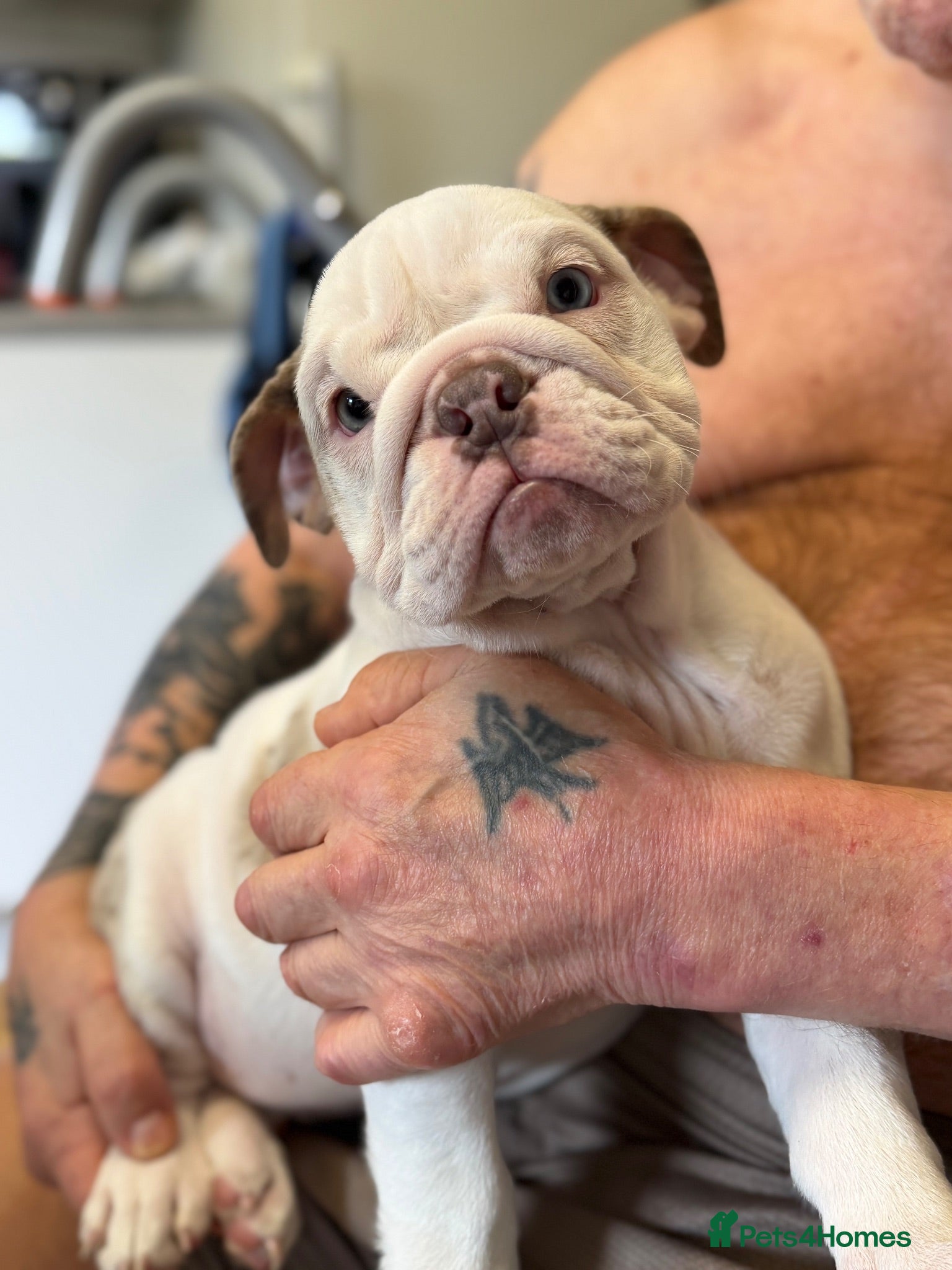 English Bulldog dogs ✨ Female English Bulldog - KC Reg ✨ - Advert 2