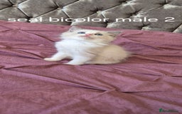 Ragdoll cats for sale: 3 Tica Registered Males For Sale - Image 18