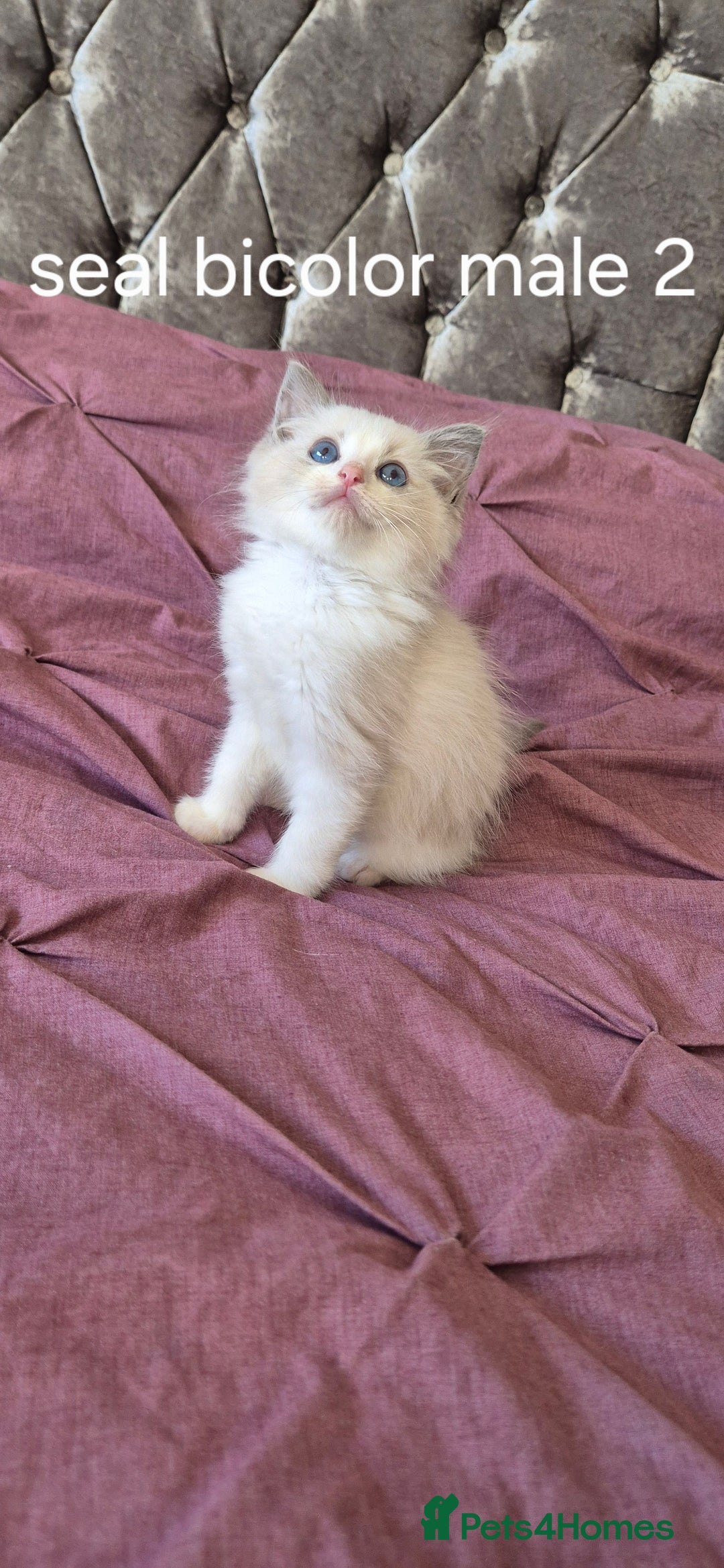 Ragdoll cats for sale: 3 Tica Registered Males For Sale - Image 18
